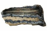 Mammoth Molar Slice With Case - South Carolina #349997-1
